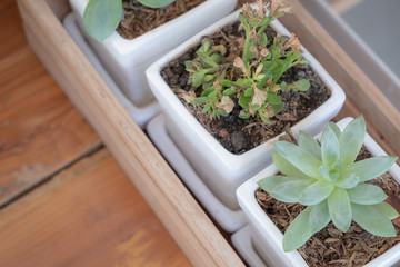 cactus in a pot on the table tree close up