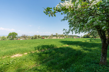 Fototapeta na wymiar Kirschblüten auf Kirschbaum in Hügellandschaft