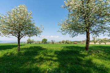 Fototapeta na wymiar Kirschblüten auf Kirschbaum in Hügellandschaft