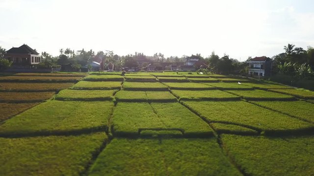 Beautiful aerial view of rice plantation at sunset aerial footage