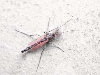 Yellow Fever, Malaria or Zika Virus Infected Mosquito Insect on White Wall