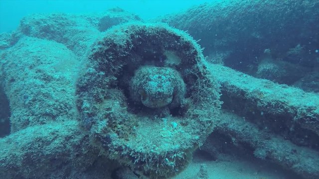 Shipwreck, Cabo Pulmo. Mexico.