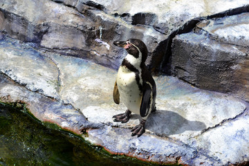 Lonely Penguin Looking Around Rocks