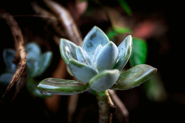 Cactus succulent plant with water drop
