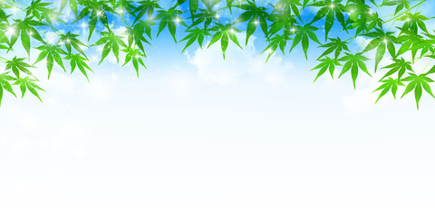 Fototapeta premium もみじ 夏 風景 背景