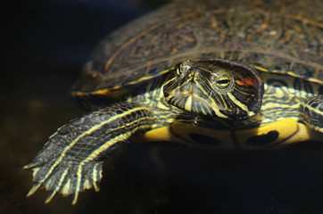 Close up portrait of a female red-eared slider turtle