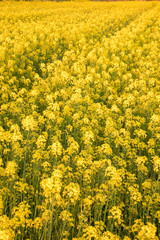 Obraz premium 春、一面の菜の花畑が黄色く染まる