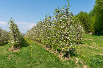 Fototapeta na wymiar Kirschenplantage mit Kirschblüten