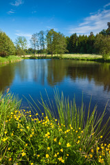 A beautiful pond and wild flowers on a warm summer day in Bohemia, Czech Republic