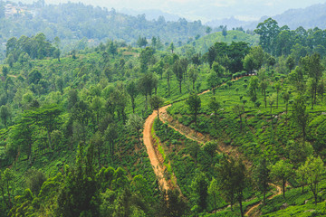 Ceylon green plantations in the mountains