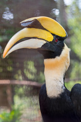 Close up oriental pied hornbill.