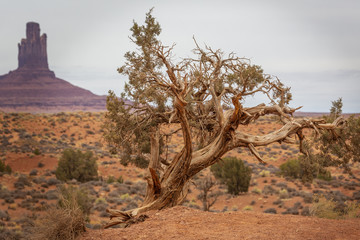 Tree in Monument Valley
