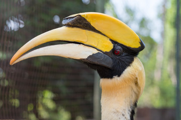 Close up oriental pied hornbill.
