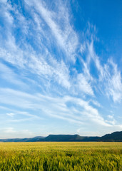 Obraz premium Wheat fields in summer northern Bohemia near Broumov, Czech Republic