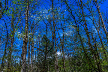 Fototapeta premium Potter's Creek Trail