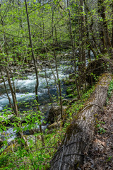 Potter's Creek Trail