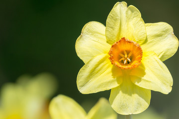 Gelbe Schalen-Narzisse (Narcissus) im Licht der Frühlingssonne. 