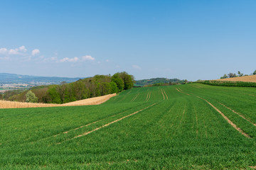Obraz premium Sanfte Hügellandschaft