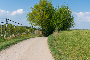 Fototapeta na wymiar Obstplantage mit Schotterstraße und Bäumen