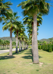 Fototapeta premium Row of palm trees along the road