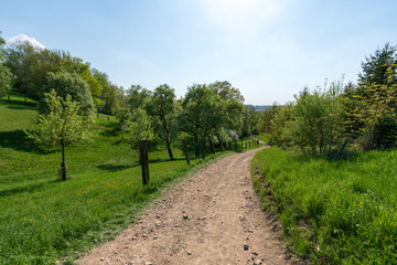 Fototapeta na wymiar Pferdekoppel in Hügellandschaft mit Bäumen und Schotterweg