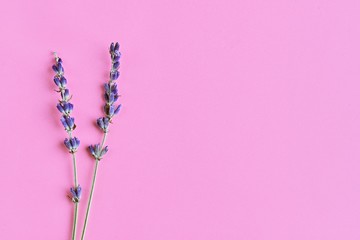 violet lavender flowers arranged on bright purple background. Top view, flat lay. Minimal concept.