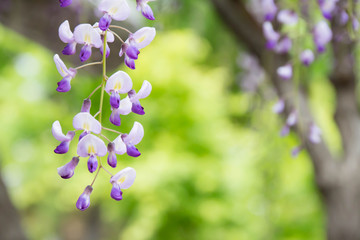 藤棚の紫色の藤の花のクローズアップ