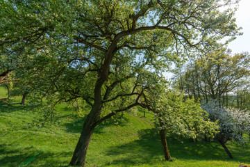 Fototapeta na wymiar Baum in Hügellandschaft