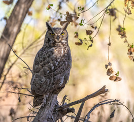 great horned owl on perch in cottonwood forest in central new mexico