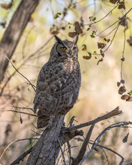 great horned owl on perch in cottonwood forest in central new mexico