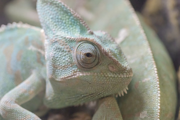 Head shot close up of green chameleon.