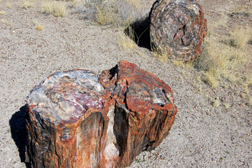 Petrified tree trunks in Petrified Forest National Park, Arizona, USA