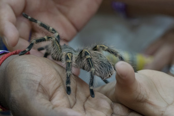 Furry Tarantula on human hands. Exotic pet.