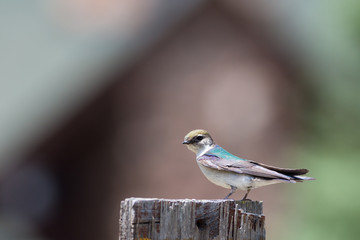 Tree Swallow