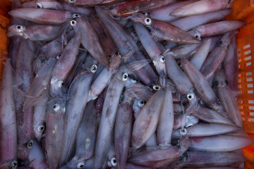 Obraz premium Fresh squid jusrt arrive from the sea