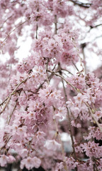  Amazing beautiful sakura flowers background