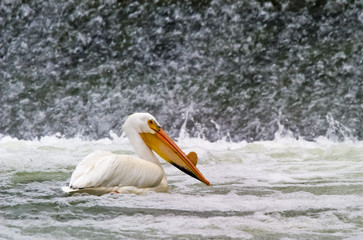 A white pelican on the Bow river in Alberta, Canada