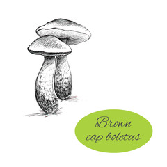 Brown Cap Boletus Drawing