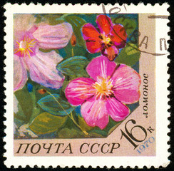 Ukraine - circa 2018: A postage stamp printed in USSR show flower clematis. Series: Flowers. Circa 1970.