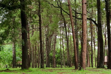 Tropical green forest landscape