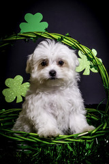 Fluffy White Maltese Puppy Standing in a Green St. Patrick’s Day Basket with Shamrocks