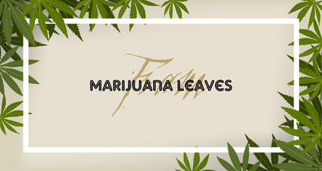 Fototapeta na wymiar marijuana fram and marijuana green leaf background.