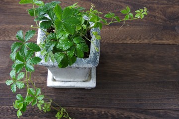 シュガーパイン　観葉植物