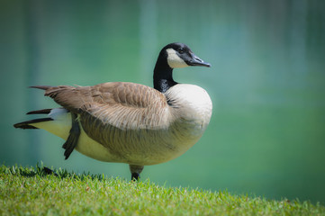 Canada Goose on a Lake