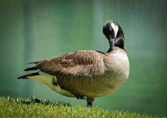 Portrait of Canada Goose (Branta canadensis) on Lake Preening.