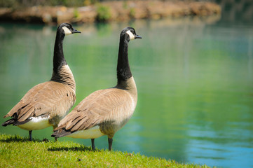 Canada Goose on a Lake