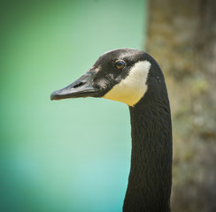 Canada Goose on a Lake