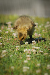 Baby Canada Goose Gosling Eating Clover