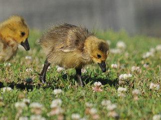 Baby Canada Goose Gosling Eating Clover