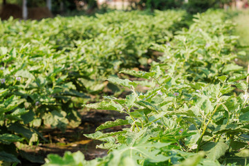 Eggplant at countryside.